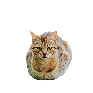 A Cute Tabby Cat With Striking Eyes Sitting Outdoors On A Sunny Day. 15964 - Cat PNG image with transparent background
